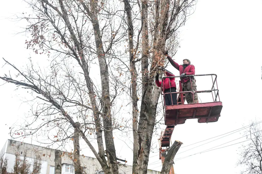 Benefits Of Hiring Professionals For Tree Trimming in Little Rock, AR