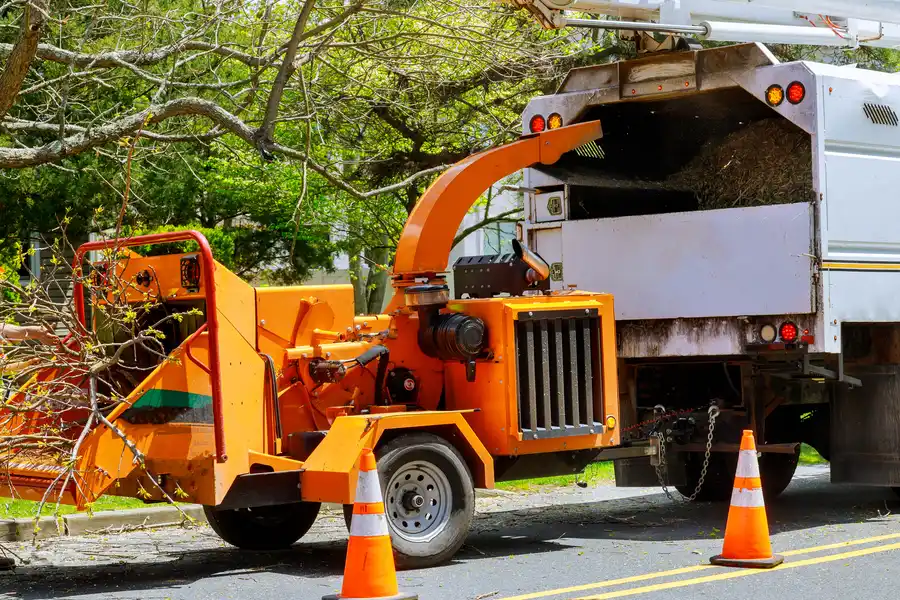 How To Prepare Your Yard For Tree Removal Little Rock, AR
