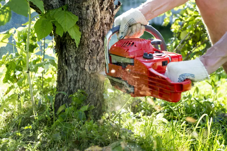 How To Prepare Your Yard For Tree Removal in Little Rock, AR