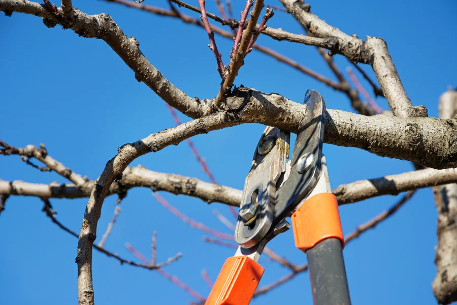 How Tree Pruning Boosts Fruit Production In Trees Little Rock, AR