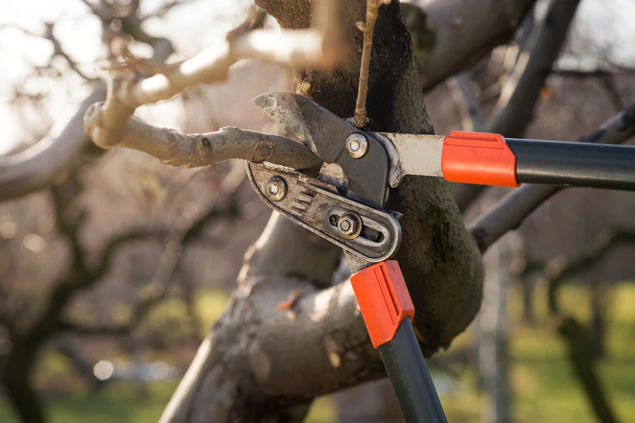 How Tree Pruning Boosts Fruit Production In Trees in Little Rock, AR