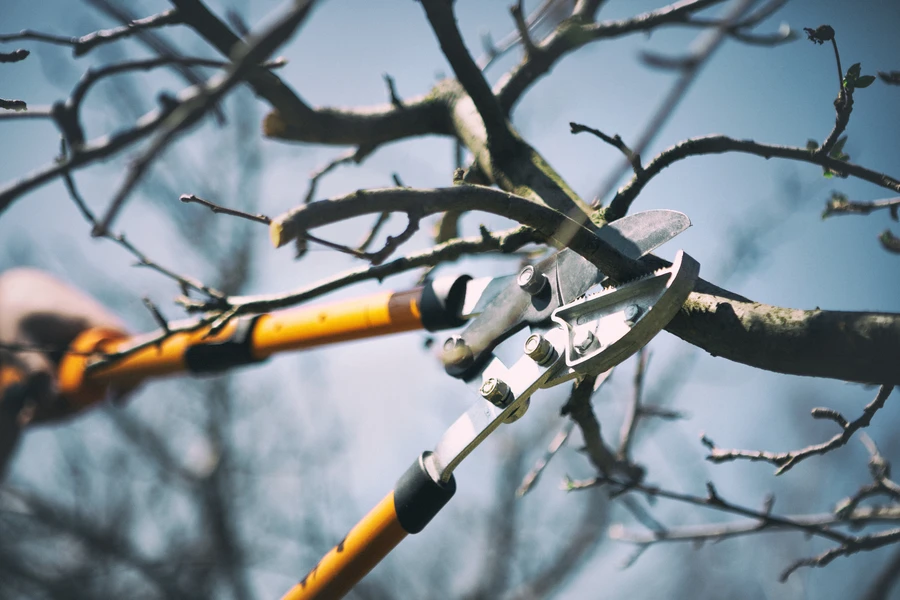 How Tree Pruning Can Prevent Property Damage in Little Rock, AR How Tree Pruning Can Prevent Property Damage in Little Rock, AR