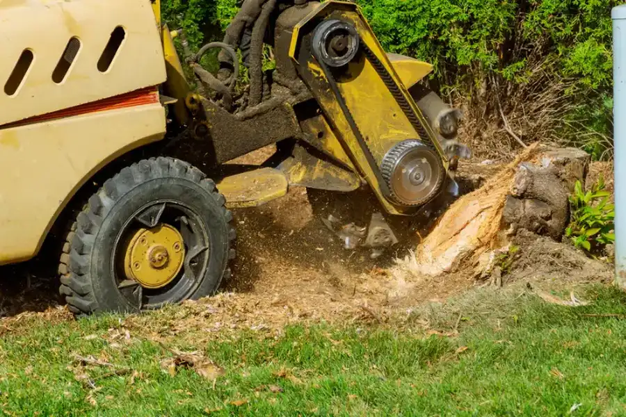 Why Stump Grinding Improves Lawn Appearance Little Rock, AR