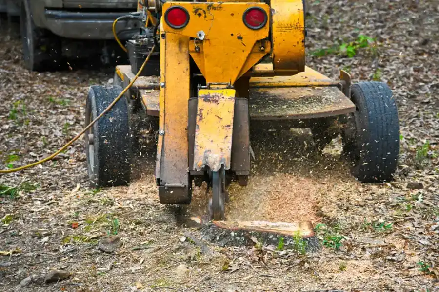 Why Stump Grinding Improves Lawn Appearance in Little Rock, AR